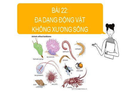 Bài giảng Sinh học 6 Sách Cánh diều - Chủ đề 8 - Bài 22: Đa dạng động vật không xương sống