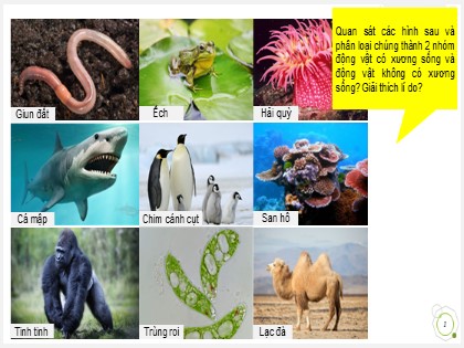 Bài giảng Sinh học 6 Sách Cánh diều - Chủ đề 8 - Bài 23: Động vật có xương sống