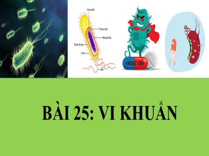 Giáo án Khoa học tự nhiên Lớp 6 - Tiết 1, Bài 25: Vi khuẩn