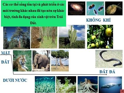 Giáo án Địa lí Lớp 6 - Bài 20: Sinh vật và sự phân bố các đới thiên nhiên, rừng nhiệt đới
