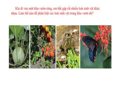 Bài giảng Khoa học tự nhiên 6 (Kết nối tri thức) - Bài 26: Khóa lưỡng phân