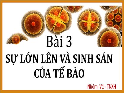 Bài giảng Khoa học tự nhiên 6 (Kết nối tri thức) - CH5, Bài 20: Sự lớn lên và sinh sản của tế bào
