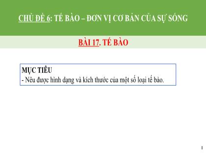 Bài giảng Khoa học tự nhiên Lớp 6 (Chân trời sáng tạo) - Bài 17: Tế bào