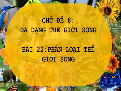 Bài giảng Khoa học tự nhiên Lớp 6 (Chân trời sáng tạo) - Bài 22: Phân loại thế giới sống (Tiết 2)