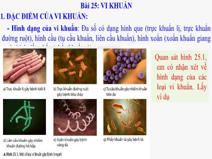 Bài giảng Khoa học tự nhiên Lớp 6 (Chân trời sáng tạo) - Bài 25: Vi khuẩn