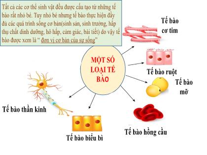 Bài giảng Khoa học tự nhiên Lớp 6 (Kết nối tri thức) - Bài 19: Cấu tạo và chức năng các thành phần của tế bào