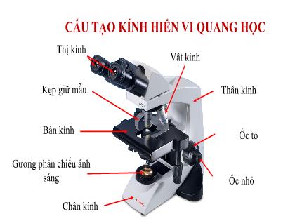 Bài giảng Khoa học tự nhiên Lớp 6 (Kết nối tri thức) - Tiết 7, Bài 4: Sử dụng kính hiển vi quang học