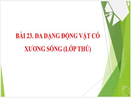 Bài giảng Khoa học tự nhiên 6 (Cánh diều) - Bài 23: Đa dạng động vật có xương sống (lớp thú) - Trường THCS Nam Hải