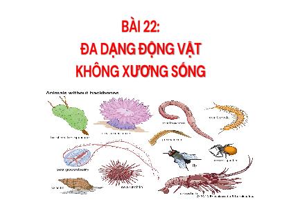 Bài giảng Khoa học tự nhiên 6 (Kết nối tri thức) - Bào 22: Đa dạng động vật không xương sống - Trường THCS Nguyễn Chuyên Mỹ